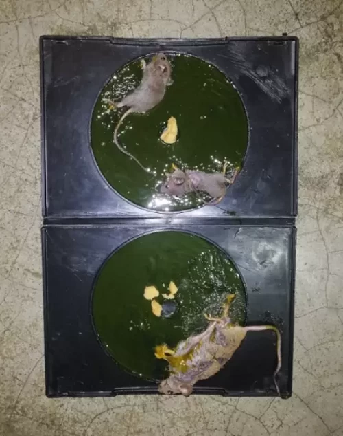 China rat glue trap