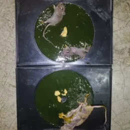 China rat glue trap